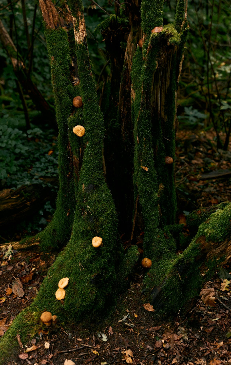 Woody & Earthy